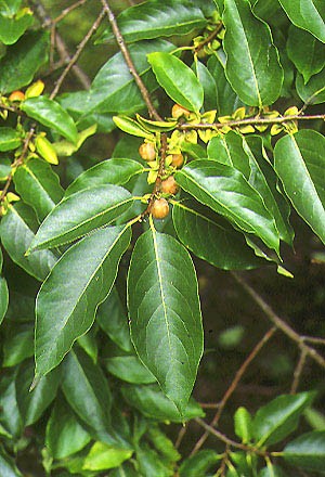 خرمندی - معرفی و خواص گیاهان دارویی